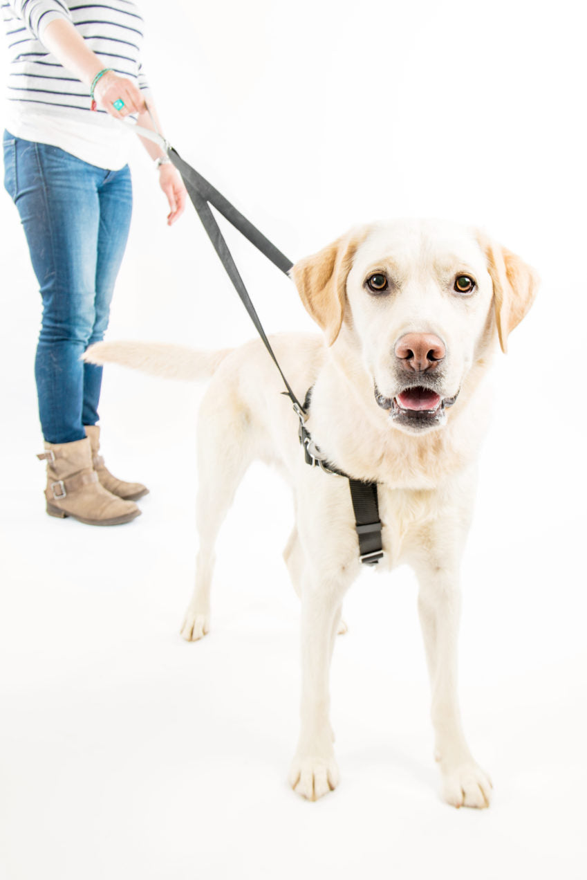 sure fit dog harness
